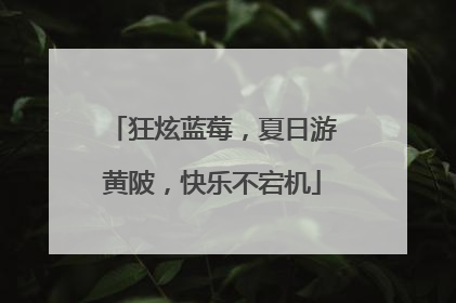 狂炫蓝莓，夏日游黄陂，快乐不宕机