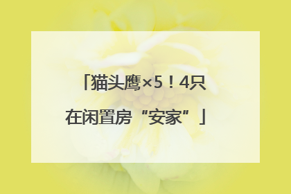 猫头鹰×5！4只在闲置房“安家”