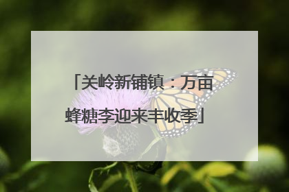 关岭新铺镇：万亩蜂糖李迎来丰收季