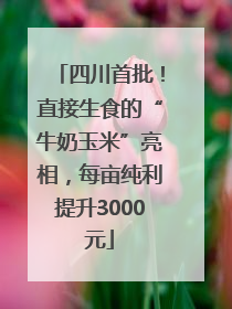四川首批！直接生食的“牛奶玉米”亮相，每亩纯利提升3000元
