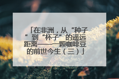 在非洲，从“种子”到“杯子”的遥远距离——一颗咖啡豆的前世今生（三）