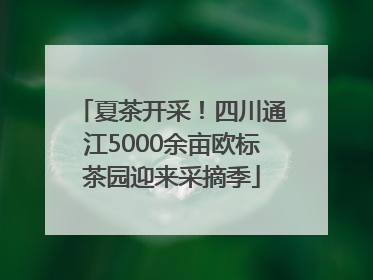 夏茶开采！四川通江5000余亩欧标茶园迎来采摘季