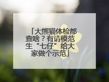 大熊猫体检都查啥？有请模范生“七仔”给大家做个示范