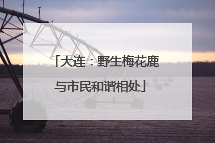 大连：野生梅花鹿与市民和谐相处