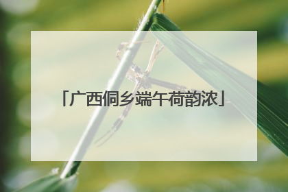 广西侗乡端午荷韵浓