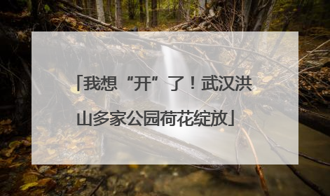 我想“开”了！武汉洪山多家公园荷花绽放