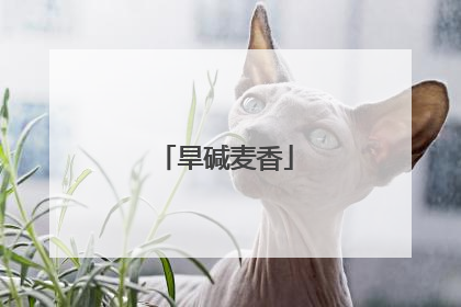 旱碱麦香