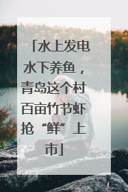 水上发电水下养鱼，青岛这个村百亩竹节虾抢“鲜”上市
