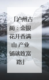泸州古蔺：金银花开香满山 产业铺就致富路