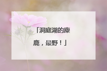 洞庭湖的麋鹿，最野！