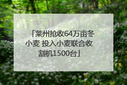 莱州抢收64万亩冬小麦 投入小麦联合收割机1500台