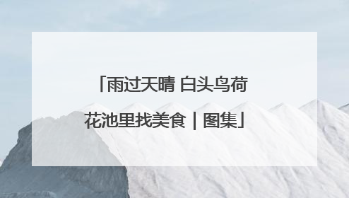 雨过天晴 白头鸟荷花池里找美食｜图集