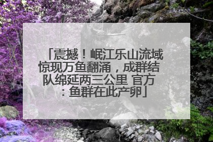 震撼！岷江乐山流域惊现万鱼翻涌，成群结队绵延两三公里 官方：鱼群在此产卵